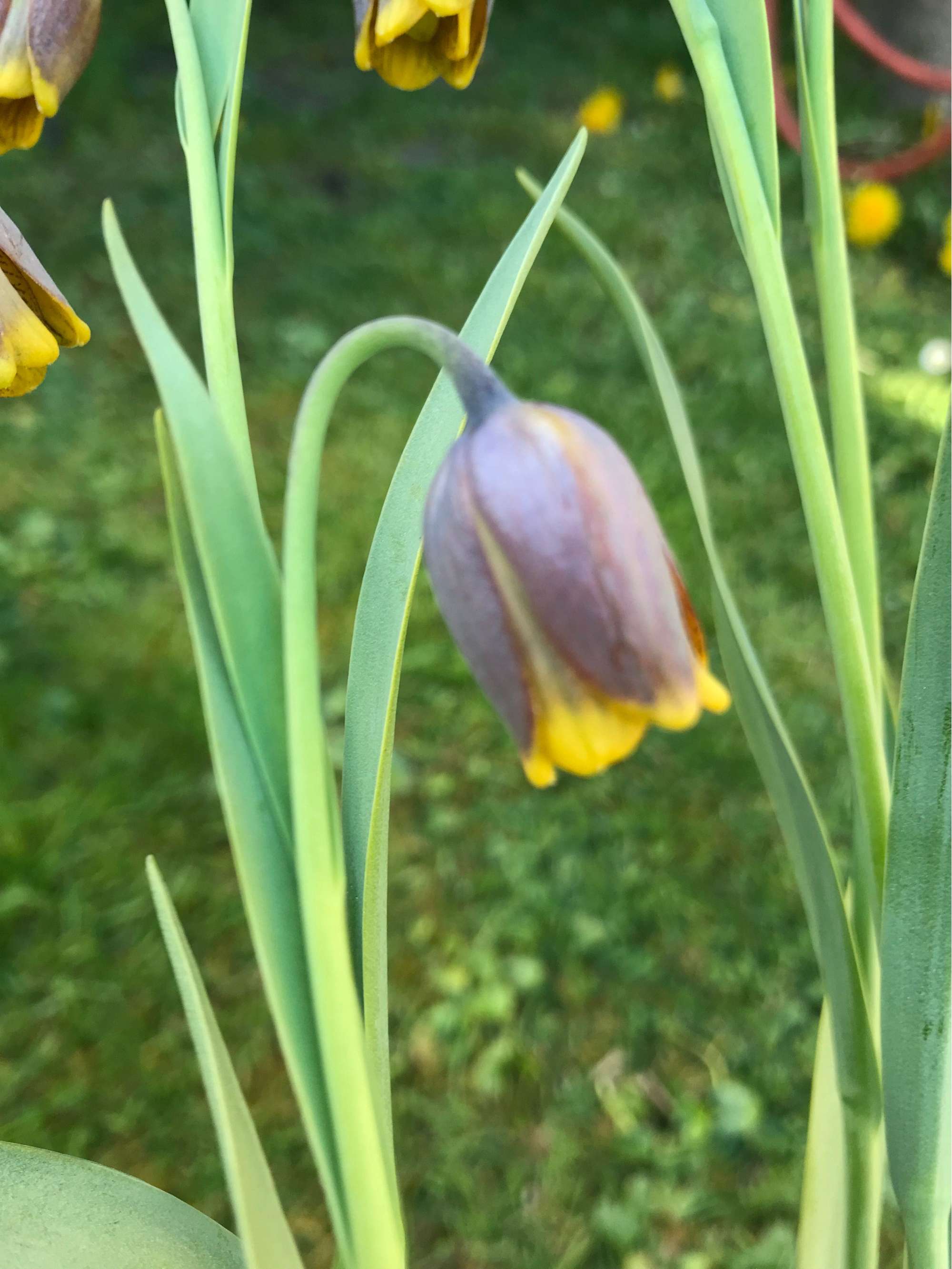 Fritillaria 'Uva-Vulpis'